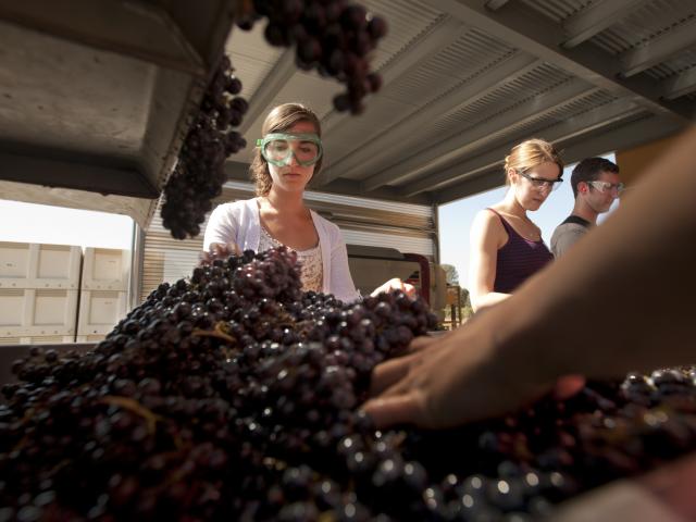 Students engaged in wine pressing