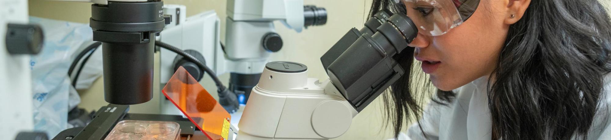 Looking through a microsope